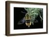 Hemaris Tityus (Narrow-Bordered Bee Hawk-Moth)-Paul Starosta-Framed Photographic Print