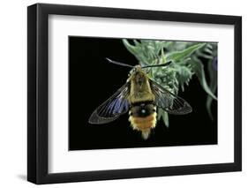 Hemaris Tityus (Narrow-Bordered Bee Hawk-Moth)-Paul Starosta-Framed Photographic Print