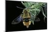 Hemaris Tityus (Narrow-Bordered Bee Hawk-Moth)-Paul Starosta-Mounted Photographic Print