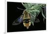 Hemaris Tityus (Narrow-Bordered Bee Hawk-Moth)-Paul Starosta-Framed Photographic Print