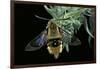 Hemaris Tityus (Narrow-Bordered Bee Hawk-Moth)-Paul Starosta-Framed Photographic Print