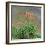 Hemerocallis, 1914-17-Claude Monet-Framed Giclee Print