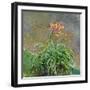 Hemerocallis, 1914-17-Claude Monet-Framed Giclee Print