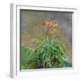 Hemerocallis, 1914-17-Claude Monet-Framed Giclee Print