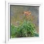 Hemerocallis, 1914-17-Claude Monet-Framed Giclee Print