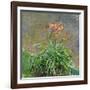 Hemerocallis, 1914-17-Claude Monet-Framed Giclee Print