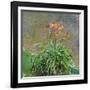 Hemerocallis, 1914-17-Claude Monet-Framed Giclee Print