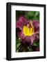 Hemerocallis ‘Bela Lugosi’-Angela Marsh-Framed Photographic Print