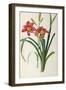 Hemerocallis Fulva, from Les Liliacees-Pierre-Joseph Redouté-Framed Giclee Print