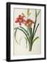 Hemerocallis Fulva, from Les Liliacees-Pierre-Joseph Redouté-Framed Giclee Print