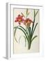 Hemerocallis Fulva, from Les Liliacees-Pierre-Joseph Redouté-Framed Giclee Print