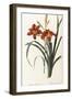 Hemerocallis Fulva - Hemerocalle Fauve-Pierre-Joseph Redouté-Framed Giclee Print