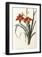 Hemerocallis Fulva - Hemerocalle Fauve-Pierre-Joseph Redouté-Framed Giclee Print