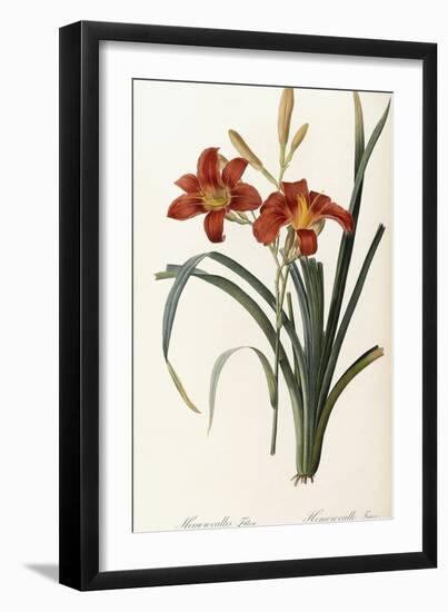 Hemerocallis Fulva - Hemerocalle Fauve-Pierre-Joseph Redouté-Framed Giclee Print