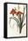 Hemerocallis Fulva - Hemerocalle Fauve-Pierre-Joseph Redouté-Framed Stretched Canvas