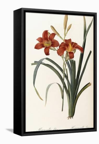 Hemerocallis Fulva - Hemerocalle Fauve-Pierre-Joseph Redouté-Framed Stretched Canvas