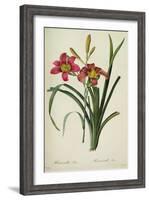 Hemerocallis Fulva-Pierre-Joseph Redouté-Framed Giclee Print