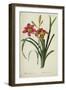 Hemerocallis Fulva-Pierre-Joseph Redouté-Framed Giclee Print