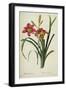 Hemerocallis Fulva-Pierre-Joseph Redouté-Framed Giclee Print