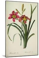 Hemerocallis Fulva-Pierre-Joseph Redouté-Mounted Giclee Print