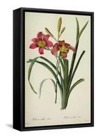 Hemerocallis Fulva-Pierre-Joseph Redouté-Framed Stretched Canvas