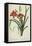 Hemerocallis Fulva-Pierre-Joseph Redouté-Framed Stretched Canvas