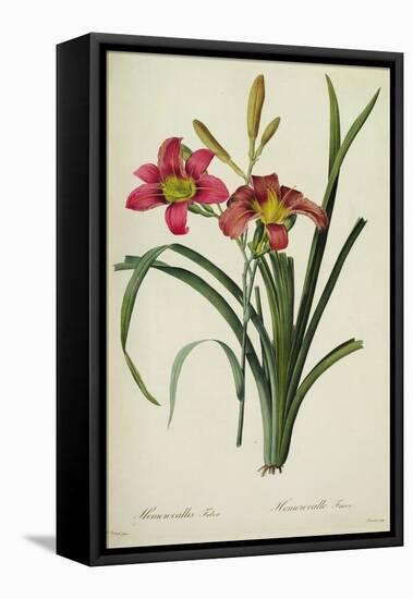 Hemerocallis Fulva-Pierre-Joseph Redouté-Framed Stretched Canvas