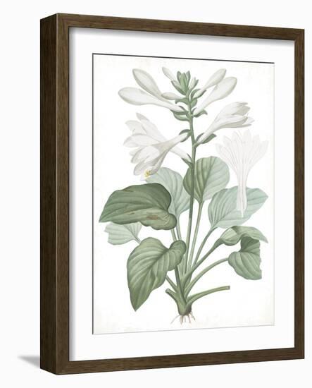 Hemerocallis Japonica - Fair-Pierre Joseph Redoute-Framed Giclee Print