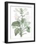 Hemerocallis Japonica - Fair-Pierre Joseph Redoute-Framed Giclee Print