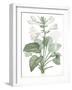 Hemerocallis Japonica - Fair-Pierre Joseph Redoute-Framed Giclee Print