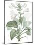 Hemerocallis Japonica - Fair-Pierre Joseph Redoute-Mounted Giclee Print