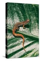 Hemidactylium Scutatum (Four-Toed Salamander)-Paul Starosta-Stretched Canvas