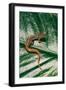 Hemidactylium Scutatum (Four-Toed Salamander)-Paul Starosta-Framed Photographic Print