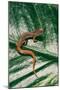 Hemidactylium Scutatum (Four-Toed Salamander)-Paul Starosta-Mounted Photographic Print