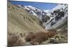 Hemis National Park in Winter, Ladakh, India, Asia-Peter Barritt-Mounted Photographic Print