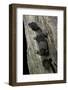 Hemitheconyx Caudicinctus (Fate-Tailed Gecko)-Paul Starosta-Framed Photographic Print