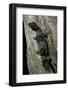 Hemitheconyx Caudicinctus (Fate-Tailed Gecko)-Paul Starosta-Framed Photographic Print