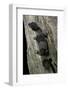 Hemitheconyx Caudicinctus (Fate-Tailed Gecko)-Paul Starosta-Framed Photographic Print