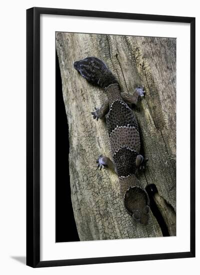 Hemitheconyx Caudicinctus (Fate-Tailed Gecko)-Paul Starosta-Framed Photographic Print