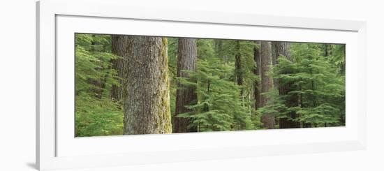 Hemlock and Douglas Fir in the Sol Duc Area of Olympic NP, Washington-Greg Probst-Framed Photographic Print