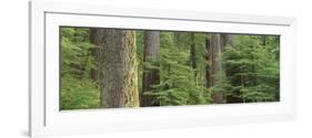 Hemlock and Douglas Fir in the Sol Duc Area of Olympic NP, Washington-Greg Probst-Framed Photographic Print