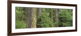 Hemlock and Douglas Fir in the Sol Duc Area of Olympic NP, Washington-Greg Probst-Framed Photographic Print