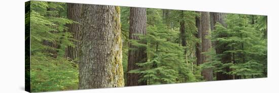 Hemlock and Douglas Fir in the Sol Duc Area of Olympic NP, Washington-Greg Probst-Stretched Canvas