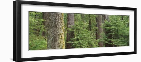 Hemlock and Douglas Fir in the Sol Duc Area of Olympic NP, Washington-Greg Probst-Framed Photographic Print