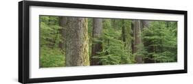 Hemlock and Douglas Fir in the Sol Duc Area of Olympic NP, Washington-Greg Probst-Framed Photographic Print