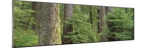 Hemlock and Douglas Fir in the Sol Duc Area of Olympic NP, Washington-Greg Probst-Mounted Photographic Print