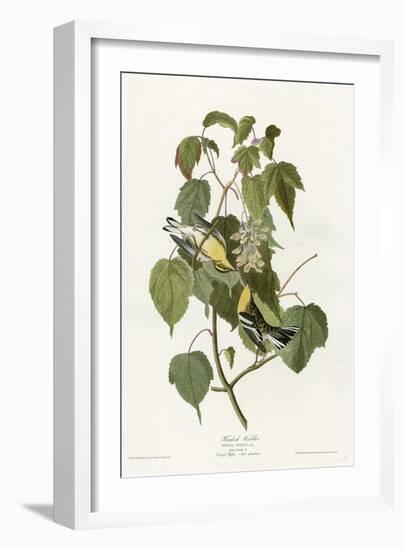 Hemlock Warbler-null-Framed Giclee Print