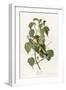 Hemlock Warbler-null-Framed Giclee Print