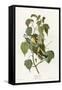 Hemlock Warbler-null-Framed Stretched Canvas