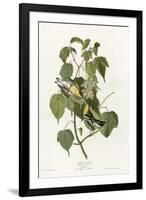 Hemlock Warbler-null-Framed Giclee Print